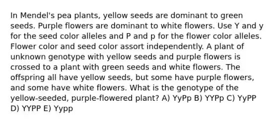 In Mendel's pea plants, yellow seeds are dominant to green seeds. Purple flowers are dominant to white flowers. Use Y and y for the seed color alleles and P and p for the flower color alleles. Flower color and seed color assort independently. A plant of unknown genotype with yellow seeds and purple flowers is crossed to a plant with green seeds and white flowers. The offspring all have yellow seeds, but some have purple flowers, and some have white flowers. What is the genotype of the yellow-seeded, purple-flowered plant? A) YyPp B) YYPp C) YyPP D) YYPP E) Yypp