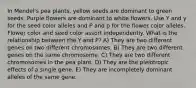 In Mendel's pea plants, yellow seeds are dominant to green seeds. Purple flowers are dominant to white flowers. Use Y and y for the seed color alleles and P and p for the flower color alleles. Flower color and seed color assort independently. What is the relationship between the Y and P? A) They are two different genes on two different chromosomes. B) They are two different genes on the same chromosome. C) They are two different chromosomes in the pea plant. D) They are the pleiotropic effects of a single gene. E) They are incompletely dominant alleles of the same gene.