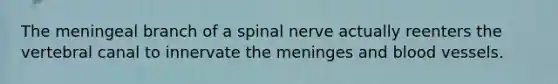 The meningeal branch of a spinal nerve actually reenters the vertebral canal to innervate the meninges and blood vessels.