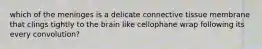 which of the meninges is a delicate connective tissue membrane that clings tightly to the brain like cellophane wrap following its every convolution?