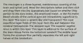 The meninges is a three-layered, membranous covering of the brain and spinal cord. Read the descriptions below and then click and drag them into the appropriate box based on whether they pertain to the dura mater, the arachnoid mater, or the Pia mater. Blood vessels of the cortical gyro are immediately superficial to this layer This layer is gelatin-like and transparent The most superficial layer Folds of this layer form the wall between the cerebral hemispheres The deepest layer The superior sagittal sinus is within this layer This layer is adhered to the surface of the brain tissue Forms the tentorium cerebelli The middle layer Forms the structure that partially separates the left and right halves of the cerebellum