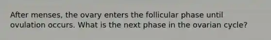 After menses, the ovary enters the follicular phase until ovulation occurs. What is the next phase in the ovarian cycle?