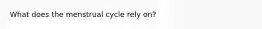 What does the menstrual cycle rely on?