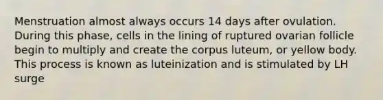 Menstruation almost always occurs 14 days after ovulation. During this phase, cells in the lining of ruptured ovarian follicle begin to multiply and create the corpus luteum, or yellow body. This process is known as luteinization and is stimulated by LH surge