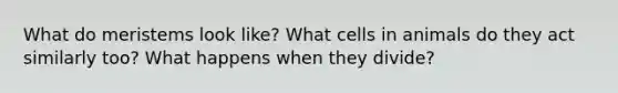 What do meristems look like? What cells in animals do they act similarly too? What happens when they divide?