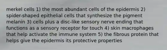 merkel cells 1) the most abundant cells of <a href='https://www.questionai.com/knowledge/kBFgQMpq6s-the-epidermis' class='anchor-knowledge'>the epidermis</a> 2) spider-shaped epithelial cells that synthesize the pigment melanin 3) cells plus a disc-like sensory nerve ending that functions as a sensory receptor for touch 4) skin macrophages that help activate the immune system 5) the fibrous protein that helps give the epidermis its protective properties