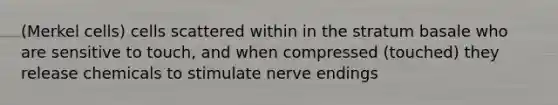 (Merkel cells) cells scattered within in the stratum basale who are sensitive to touch, and when compressed (touched) they release chemicals to stimulate <a href='https://www.questionai.com/knowledge/kExdqKQeiH-nerve-endings' class='anchor-knowledge'>nerve endings</a>