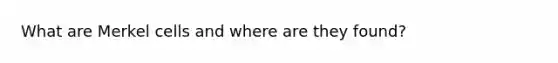 What are Merkel cells and where are they found?