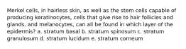 Merkel cells, in hairless skin, as well as the stem cells capable of producing keratinocytes, cells that give rise to hair follicles and glands, and melanocytes, can all be found in which layer of the epidermis? a. stratum basal b. stratum spinosum c. stratum granulosum d. stratum lucidum e. stratum corneum