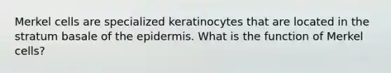 Merkel cells are specialized keratinocytes that are located in the stratum basale of the epidermis. What is the function of Merkel cells?