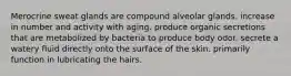 Merocrine sweat glands are compound alveolar glands. increase in number and activity with aging. produce organic secretions that are metabolized by bacteria to produce body odor. secrete a watery fluid directly onto the surface of the skin. primarily function in lubricating the hairs.