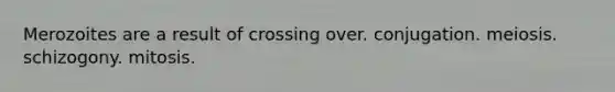Merozoites are a result of crossing over. conjugation. meiosis. schizogony. mitosis.