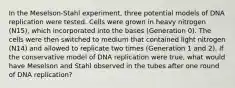 In the Meselson-Stahl experiment, three potential models of DNA replication were tested. Cells were grown in heavy nitrogen (N15), which incorporated into the bases (Generation 0). The cells were then switched to medium that contained light nitrogen (N14) and allowed to replicate two times (Generation 1 and 2). If the conservative model of DNA replication were true, what would have Meselson and Stahl observed in the tubes after one round of DNA replication?