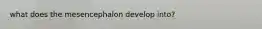 what does the mesencephalon develop into?