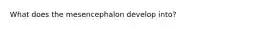 What does the mesencephalon develop into?