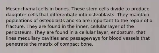 Mesenchymal cells in bones. These <a href='https://www.questionai.com/knowledge/kbpI7ow6uC-stem-cells' class='anchor-knowledge'>stem cells</a> divide to produce daughter cells that differentiate into osteoblasts. They maintain populations of osteoblasts and so are important to the repair of a fracture. They are found in the inner, cellular layer of the periosteum. They are found in a cellular layer, endostum, that lines medullary cavities and passageways for <a href='https://www.questionai.com/knowledge/kZJ3mNKN7P-blood-vessels' class='anchor-knowledge'>blood vessels</a> that penetrate the matrix of compact bone.