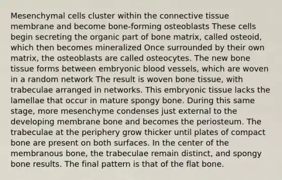 Mesenchymal cells cluster within the <a href='https://www.questionai.com/knowledge/kYDr0DHyc8-connective-tissue' class='anchor-knowledge'>connective tissue</a> membrane and become bone-forming osteoblasts These cells begin secreting the organic part of bone matrix, called osteoid, which then becomes mineralized Once surrounded by their own matrix, the osteoblasts are called osteocytes. The new bone tissue forms between embryonic <a href='https://www.questionai.com/knowledge/kZJ3mNKN7P-blood-vessels' class='anchor-knowledge'>blood vessels</a>, which are woven in a random network The result is woven bone tissue, with trabeculae arranged in networks. This embryonic tissue lacks the lamellae that occur in mature spongy bone. During this same stage, more mesenchyme condenses just external to the developing membrane bone and becomes the periosteum. The trabeculae at the periphery grow thicker until plates of compact bone are present on both surfaces. In the center of the membranous bone, the trabeculae remain distinct, and spongy bone results. The final pattern is that of the flat bone.