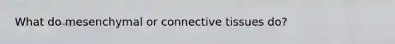 What do mesenchymal or connective tissues do?