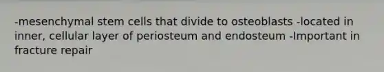 -mesenchymal stem cells that divide to osteoblasts -located in inner, cellular layer of periosteum and endosteum -Important in fracture repair