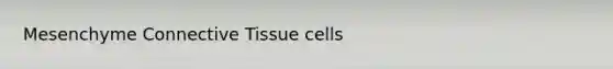 Mesenchyme Connective Tissue cells