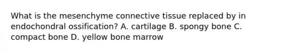 What is the mesenchyme connective tissue replaced by in endochondral ossification? A. cartilage B. spongy bone C. compact bone D. yellow bone marrow