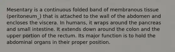 Mesentary is a continuous folded band of membranous tissue (peritoneum_) that is attached to the wall of the abdomen and encloses the viscera. In humans, it wraps around the pancreas and small intestine. It extends down around the colon and the upper portion of the rectum. Its major function is to hold the abdominal organs in their proper position.