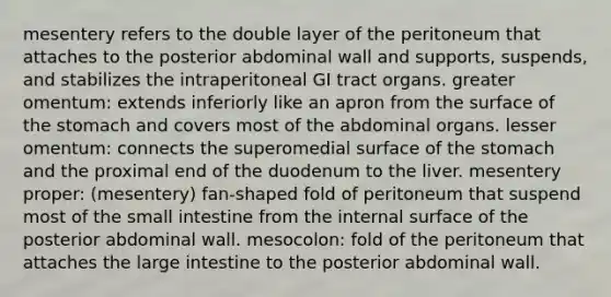 mesentery refers to the double layer of the peritoneum that attaches to the posterior abdominal wall and supports, suspends, and stabilizes the intraperitoneal GI tract organs. greater omentum: extends inferiorly like an apron from the surface of the stomach and covers most of the abdominal organs. lesser omentum: connects the superomedial surface of the stomach and the proximal end of the duodenum to the liver. mesentery proper: (mesentery) fan-shaped fold of peritoneum that suspend most of the small intestine from the internal surface of the posterior abdominal wall. mesocolon: fold of the peritoneum that attaches the large intestine to the posterior abdominal wall.