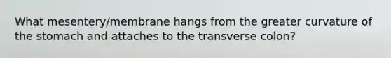 What mesentery/membrane hangs from the greater curvature of the stomach and attaches to the transverse colon?