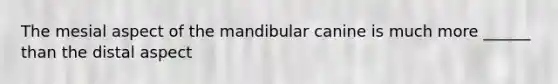 The mesial aspect of the mandibular canine is much more ______ than the distal aspect