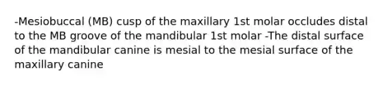 -Mesiobuccal (MB) cusp of the maxillary 1st molar occludes distal to the MB groove of the mandibular 1st molar -The distal surface of the mandibular canine is mesial to the mesial surface of the maxillary canine