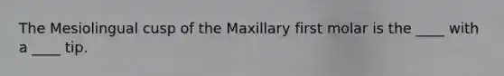 The Mesiolingual cusp of the Maxillary first molar is the ____ with a ____ tip.