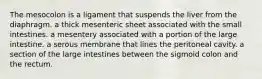 The mesocolon is a ligament that suspends the liver from the diaphragm. a thick mesenteric sheet associated with the small intestines. a mesentery associated with a portion of the large intestine. a serous membrane that lines the peritoneal cavity. a section of the large intestines between the sigmoid colon and the rectum.