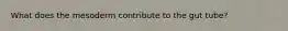 What does the mesoderm contribute to the gut tube?