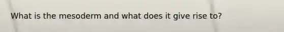 What is the mesoderm and what does it give rise to?