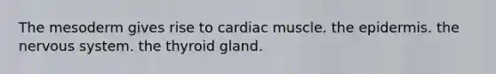 The mesoderm gives rise to cardiac muscle. the epidermis. the nervous system. the thyroid gland.