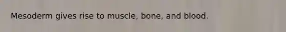 Mesoderm gives rise to muscle, bone, and blood.