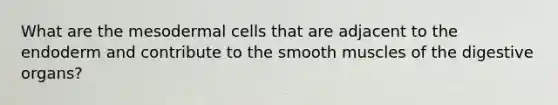 What are the mesodermal cells that are adjacent to the endoderm and contribute to the smooth muscles of the digestive organs?