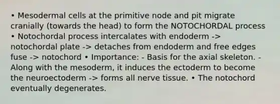 • Mesodermal cells at the primitive node and pit migrate cranially (towards the head) to form the NOTOCHORDAL process • Notochordal process intercalates with endoderm -> notochordal plate -> detaches from endoderm and free edges fuse -> notochord • Importance: - Basis for the axial skeleton. - Along with the mesoderm, it induces the ectoderm to become the neuroectoderm -> forms all nerve tissue. • The notochord eventually degenerates.