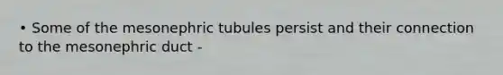 • Some of the mesonephric tubules persist and their connection to the mesonephric duct -