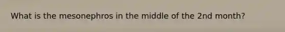 What is the mesonephros in the middle of the 2nd month?