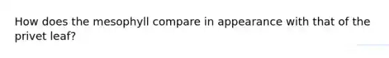 How does the mesophyll compare in appearance with that of the privet leaf?