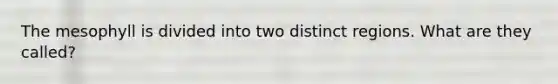The mesophyll is divided into two distinct regions. What are they called?