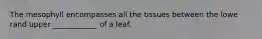 The mesophyll encompasses all the tissues between the lowe rand upper ____________ of a leaf.