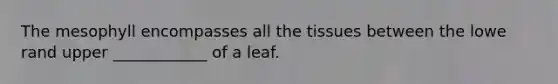 The mesophyll encompasses all the tissues between the lowe rand upper ____________ of a leaf.