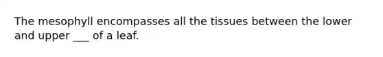 The mesophyll encompasses all the tissues between the lower and upper ___ of a leaf.