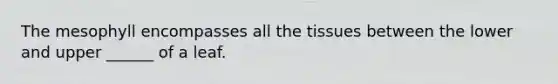 The mesophyll encompasses all the tissues between the lower and upper ______ of a leaf.
