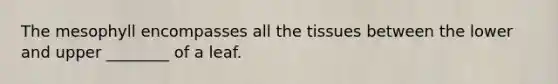 The mesophyll encompasses all the tissues between the lower and upper ________ of a leaf.