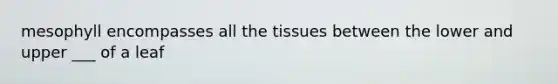 mesophyll encompasses all the tissues between the lower and upper ___ of a leaf