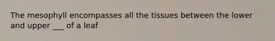 The mesophyll encompasses all the tissues between the lower and upper ___ of a leaf