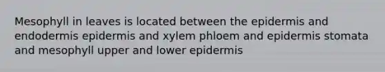 Mesophyll in leaves is located between the epidermis and endodermis epidermis and xylem phloem and epidermis stomata and mesophyll upper and lower epidermis